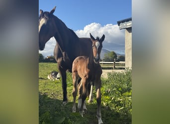 Irish sport horse, Merrie, Veulen (01/2026), Roodbruin