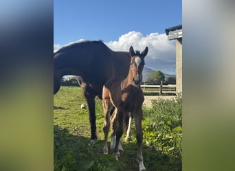 Irish sport horse, Merrie, Veulen (01/2026), Roodbruin