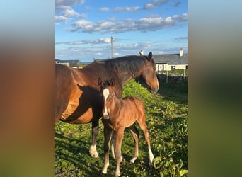 Irish sport horse, Merrie, Veulen (01/2026), Roodbruin