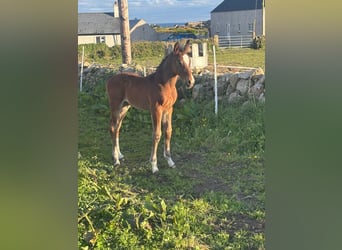Irish sport horse, Merrie, Veulen (01/2026), Roodbruin