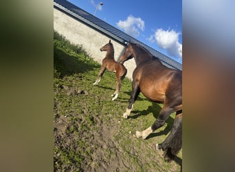 Irish sport horse, Merrie, Veulen (01/2026), Roodbruin