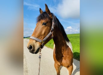 Irish sport horse Mix, Ruin, 10 Jaar, 155 cm, Gevlekt-paard
