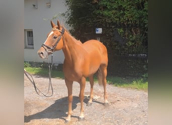 Irish sport horse, Ruin, 10 Jaar, 162 cm, Donkere-vos