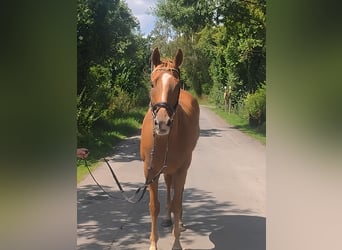 Irish sport horse, Ruin, 10 Jaar, 162 cm, Donkere-vos