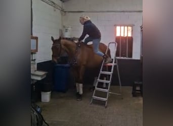 Irish sport horse, Ruin, 10 Jaar, 164 cm, Bruin