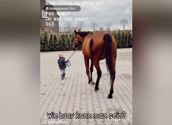 Irish sport horse, Ruin, 10 Jaar, 164 cm, Bruin