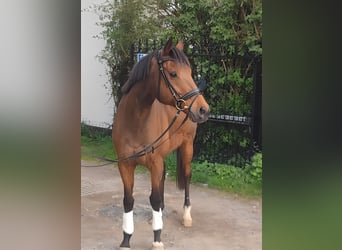 Irish sport horse, Ruin, 10 Jaar, 165 cm, Bruin