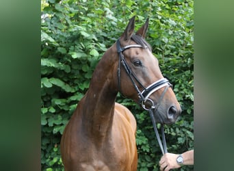 Irish sport horse, Ruin, 10 Jaar, 168 cm, Bruin