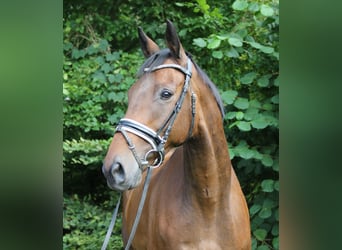 Irish sport horse, Ruin, 10 Jaar, 168 cm, Bruin