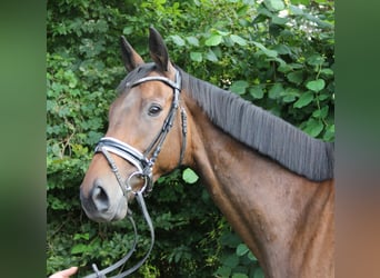 Irish sport horse, Ruin, 10 Jaar, 168 cm, Bruin
