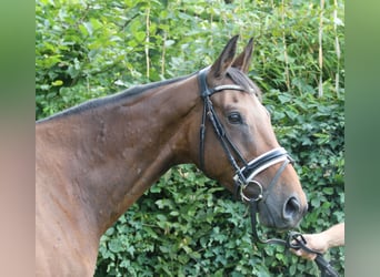 Irish sport horse, Ruin, 10 Jaar, 168 cm, Bruin