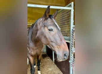 Irish sport horse, Ruin, 10 Jaar, 170 cm, Bruin