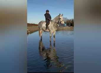 Irish sport horse, Ruin, 10 Jaar, 170 cm, Schimmel