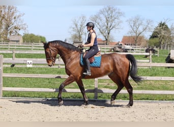 Irish sport horse, Ruin, 10 Jaar, 182 cm, Bruin