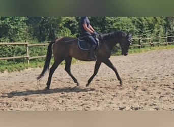 Irish sport horse, Ruin, 11 Jaar, 162 cm, Zwartbruin