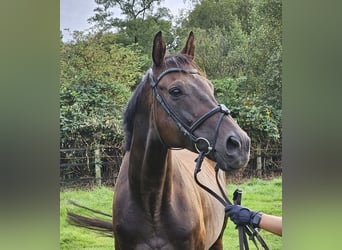 Irish sport horse, Ruin, 11 Jaar, 162 cm, Zwartbruin