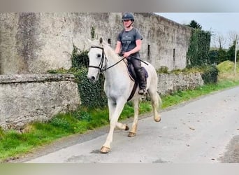 Irish sport horse, Ruin, 11 Jaar, 166 cm, Schimmel