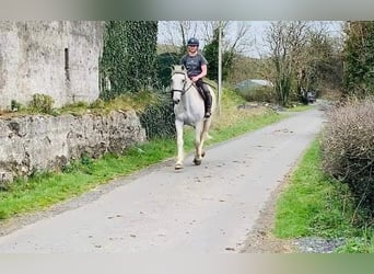 Irish sport horse, Ruin, 11 Jaar, 166 cm, Schimmel