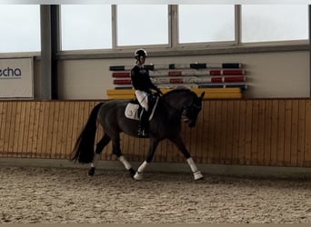 Irish sport horse, Ruin, 11 Jaar, 169 cm, Donkerbruin