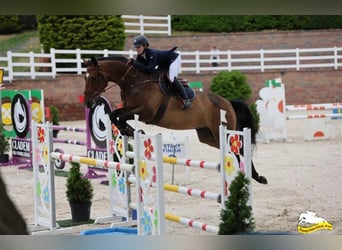 Irish sport horse, Ruin, 11 Jaar, 171 cm, Donkerbruin