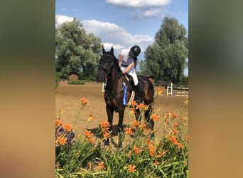 Irish sport horse, Ruin, 11 Jaar, 172 cm, Zwart