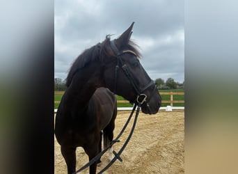 Irish sport horse, Ruin, 11 Jaar, 173 cm, Zwart