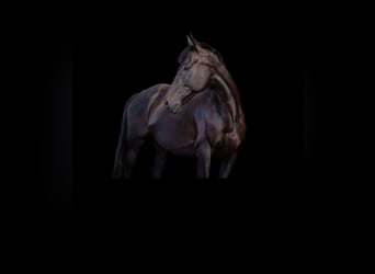 Irish sport horse, Ruin, 12 Jaar, 163 cm, Zwart