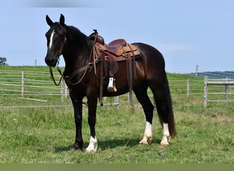 Irish sport horse Mix, Ruin, 12 Jaar, 163 cm, Zwart