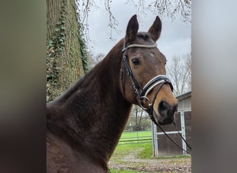 Irish sport horse Mix, Ruin, 12 Jaar, 165 cm, Bruin