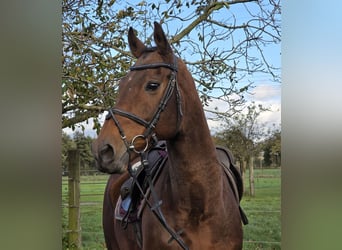 Irish sport horse Mix, Ruin, 12 Jaar, 165 cm, Bruin