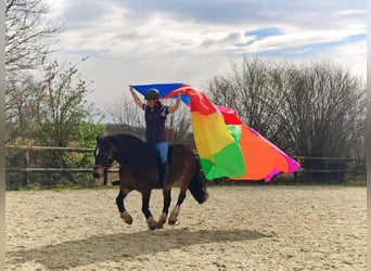 Irish sport horse Mix, Ruin, 13 Jaar, 142 cm, Bruin