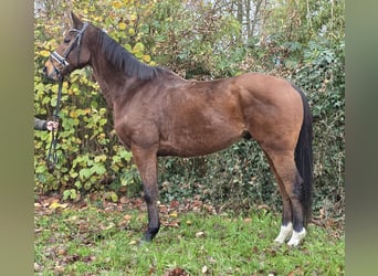 Irish sport horse Mix, Ruin, 13 Jaar, 165 cm