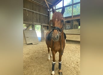 Irish sport horse, Ruin, 14 Jaar, 165 cm, Vos
