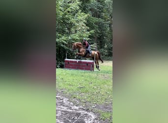 Irish sport horse, Ruin, 14 Jaar, 165 cm, Vos