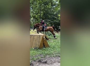 Irish sport horse, Ruin, 14 Jaar, 165 cm, Vos