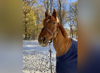 Irish sport horse, Ruin, 14 Jaar, 165 cm, Vos