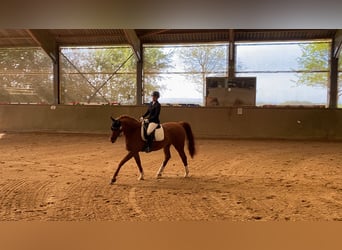 Irish sport horse, Ruin, 14 Jaar, 165 cm, Vos