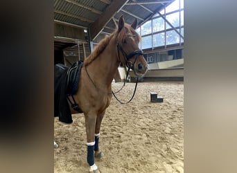 Irish sport horse, Ruin, 14 Jaar, 165 cm, Vos