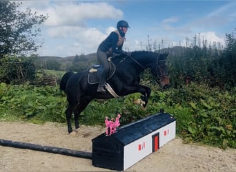 Irish sport horse, Ruin, 15 Jaar, 168 cm