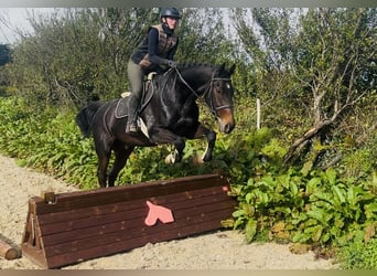 Irish sport horse, Ruin, 15 Jaar, 168 cm