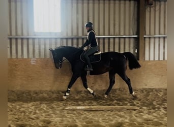Irish sport horse, Ruin, 15 Jaar, 168 cm