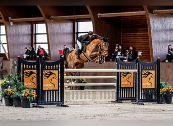 Irish sport horse, Ruin, 15 Jaar, Vos