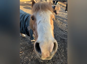 Irish sport horse Mix, Ruin, 16 Jaar, 115 cm, Vos