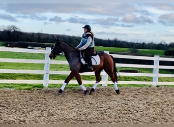 Irish sport horse, Ruin, 16 Jaar, 148 cm, Bruin