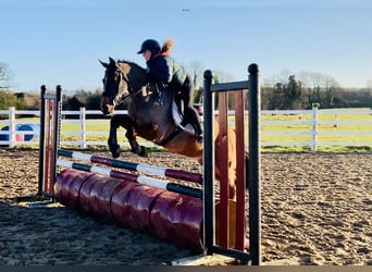 Irish sport horse, Ruin, 16 Jaar, 148 cm, Bruin