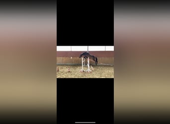 Irish sport horse, Ruin, 16 Jaar, 165 cm, Bruin