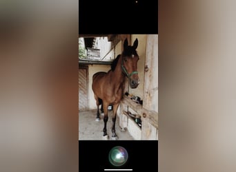 Irish sport horse, Ruin, 17 Jaar, 165 cm, Bruin