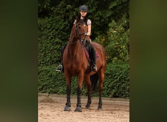 Irish sport horse, Ruin, 17 Jaar, 165 cm, Bruin