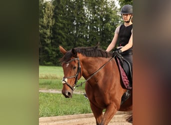 Irish sport horse, Ruin, 17 Jaar, 165 cm, Bruin