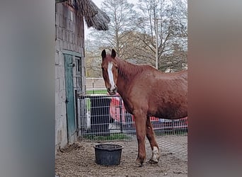 Irish sport horse, Ruin, 18 Jaar, Vos